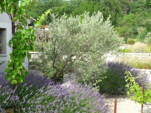 Garden Lavender & Olive trees
